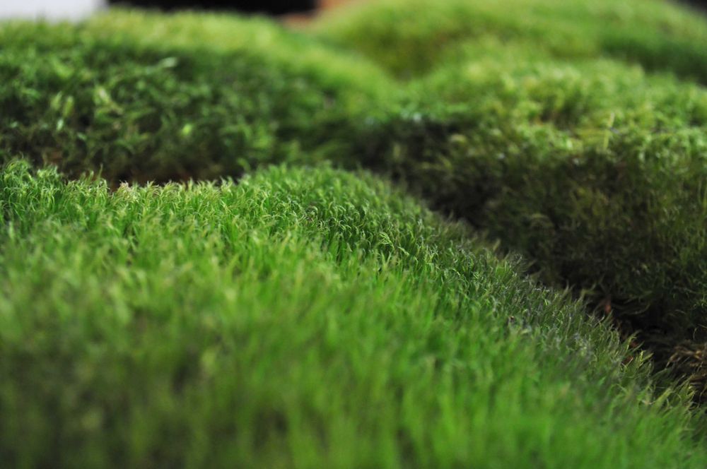 Żywy mech. Las w słoiku.