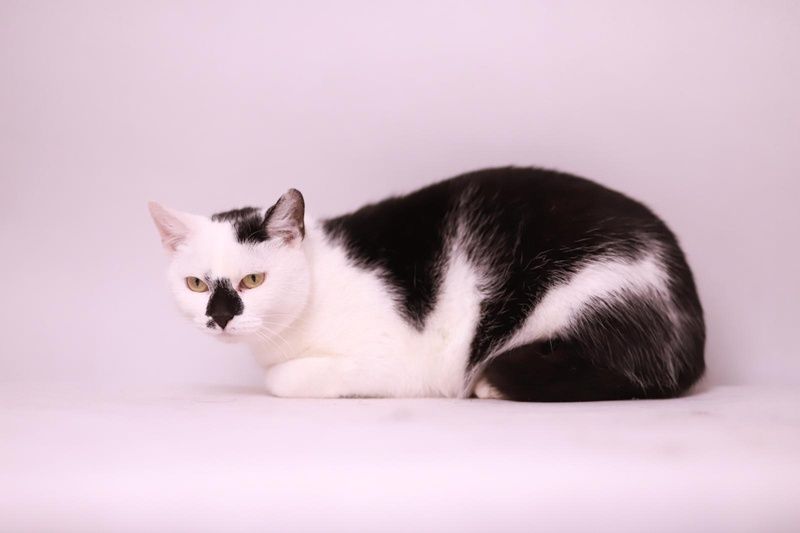 Chanel - wyjątkowa kotka w każdym calu czeka na adopcję