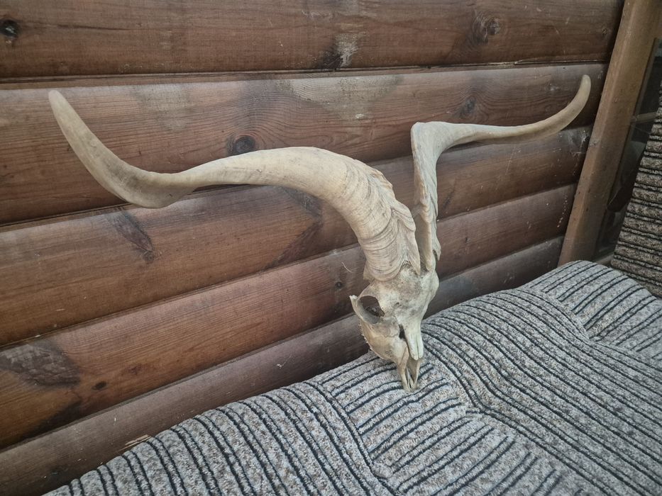 Baran cap rogi Viking