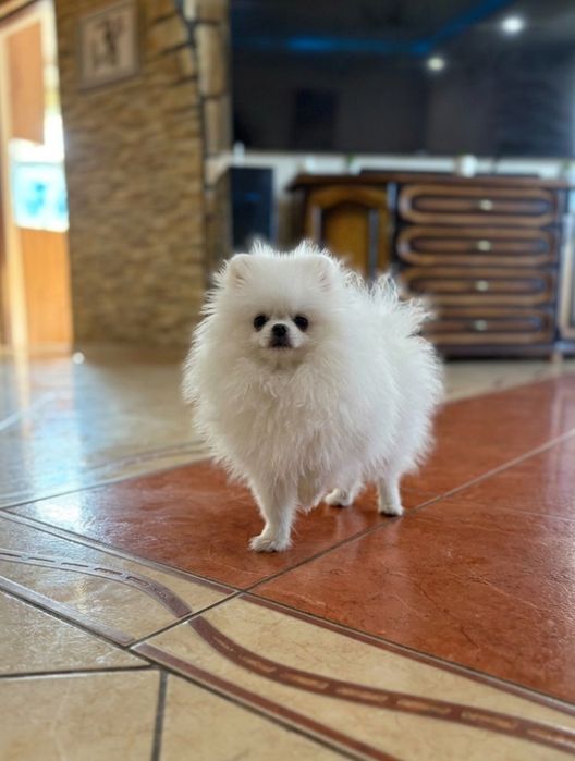 Spic miniaturowy pomeranian unikatowa sunia mini