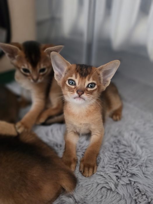 Kot abisynski kotek abisynski kociak