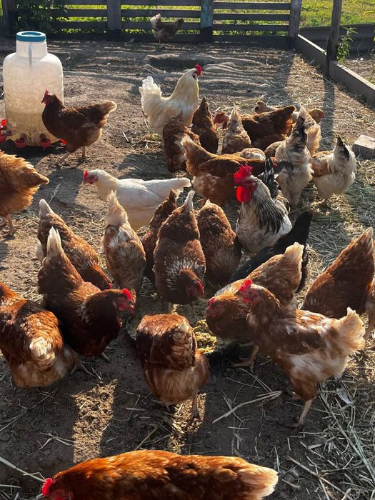 Продам курчат змішених порід та інкубаційні яйця