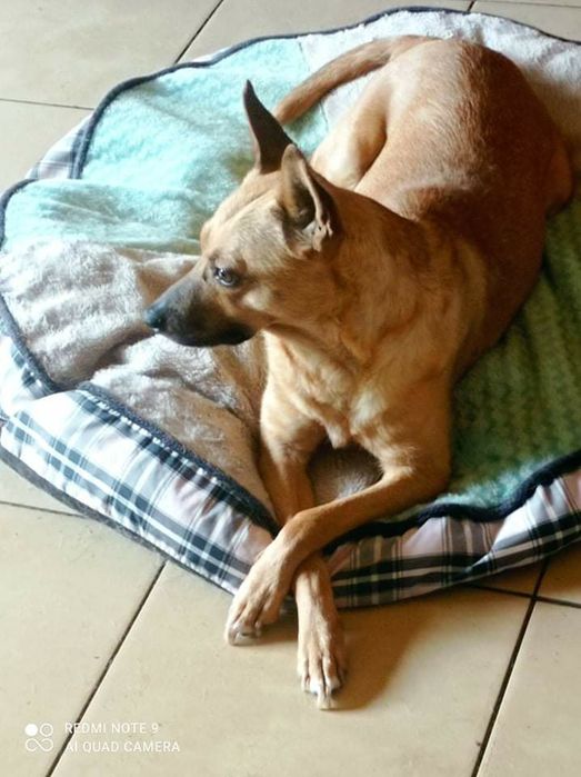 Mała sunia z charakterem szuka domku