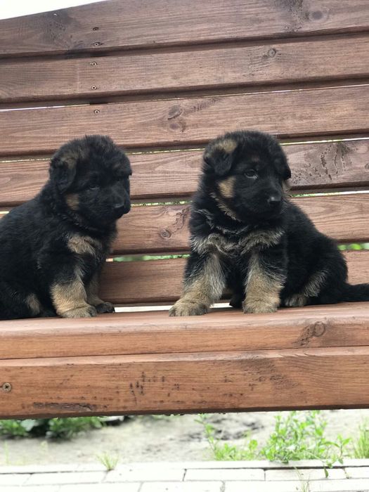 Продаємо щенят німецької вівчарки
