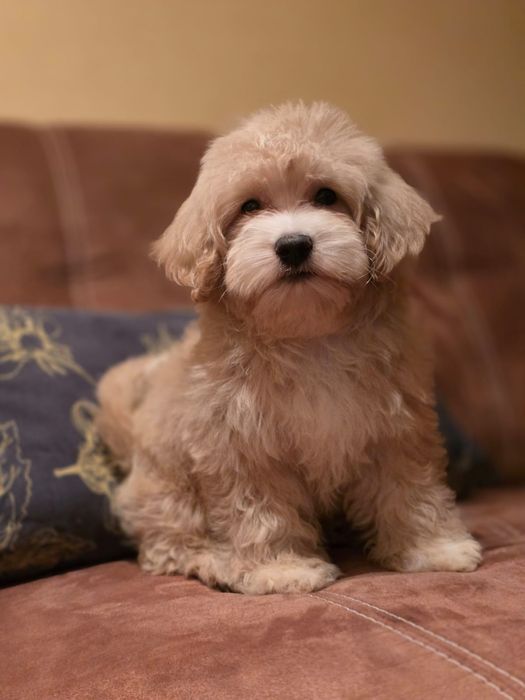 Maltipoo miniaturowy samiec do odebrania