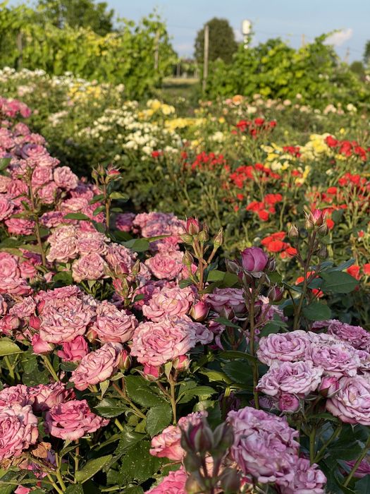 Саджанці троянд )/ Саженцы роз