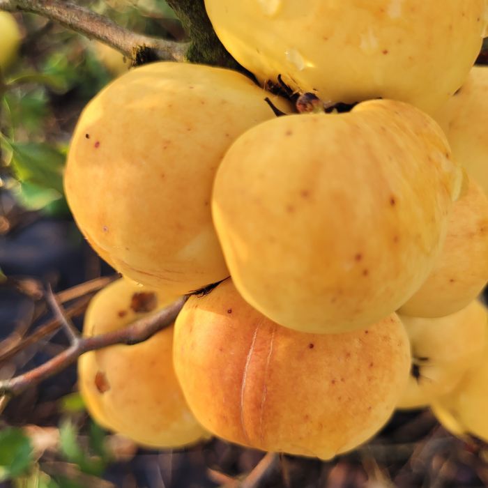 Sok wyciskany z owoców pigwowca NFC