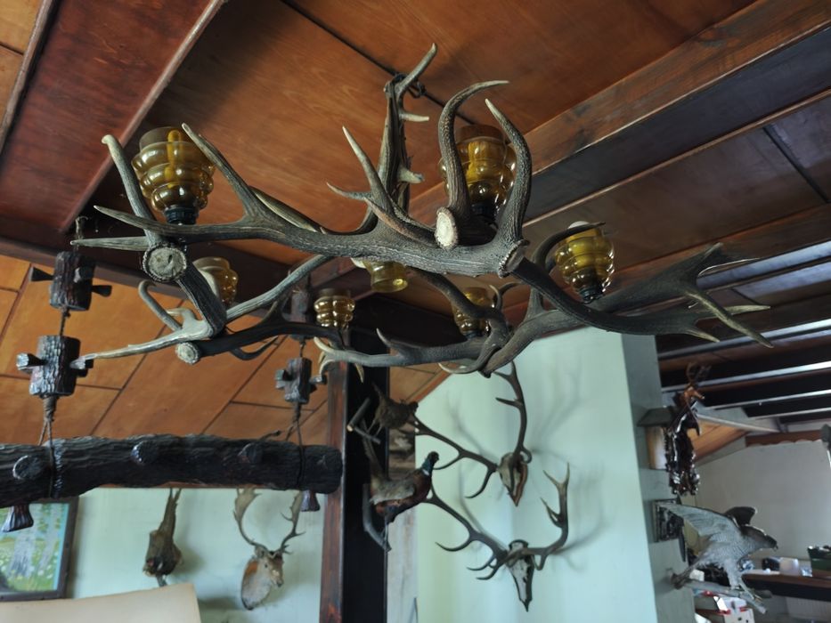 Trofea łowieckie rogi poroża jelenia jeleń lis bażant