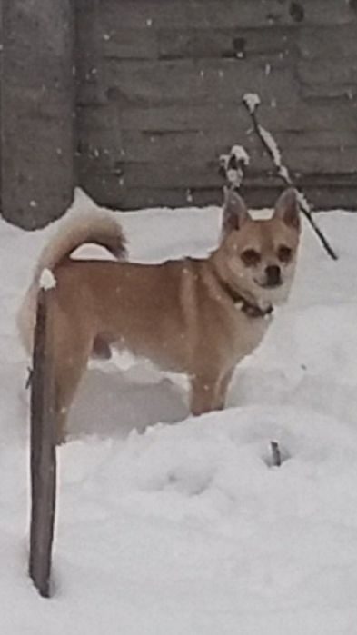 Вязка  собаки мальчика чихуахуа