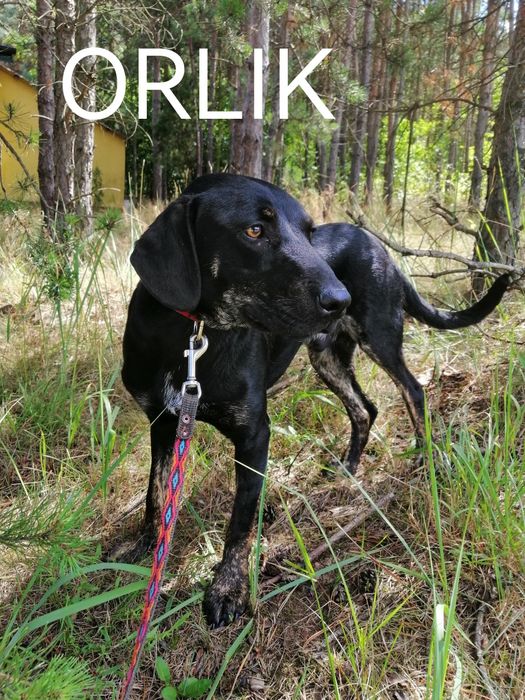ORLIK młody łagodny piesek szuka domu