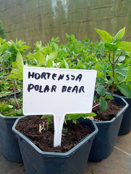 Hortensja Bukietowa Hortensje Bukietowe