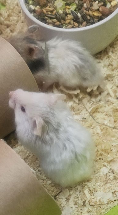 Chomiki syryjskie długowłose