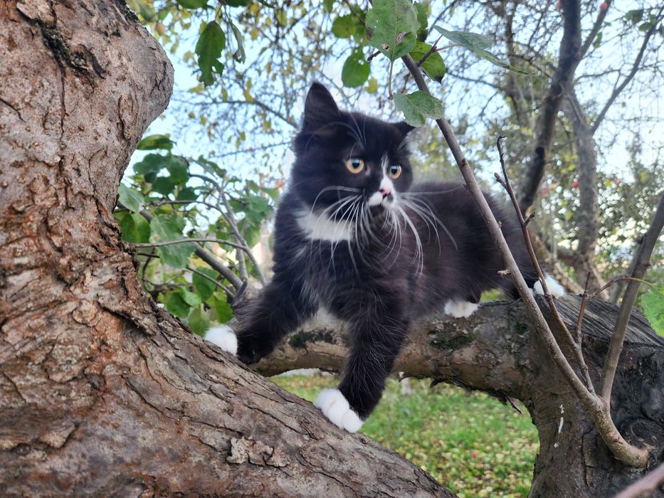 Кошенята "смокінг"