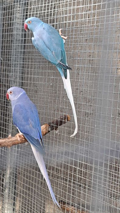 Ring necks 2024 / 2025 cleartail
