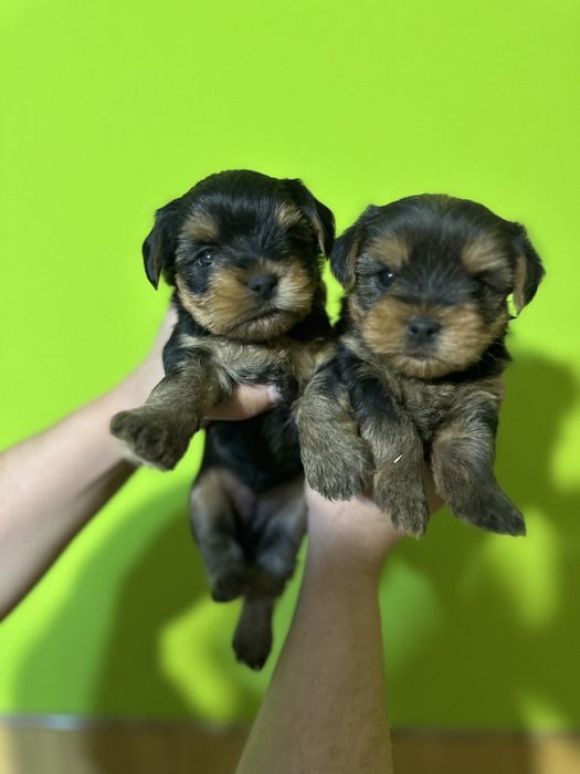 Йорк стандарт від елітних батьків