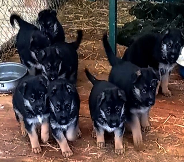 Щенки нем овчарок.