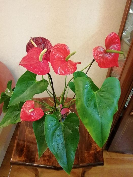 Антуриум подарочный