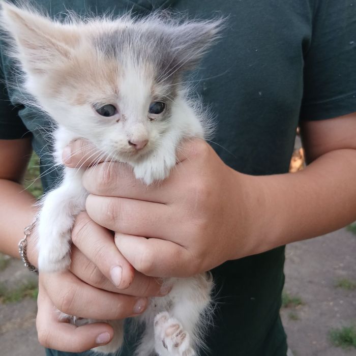 Віддам   кошенят