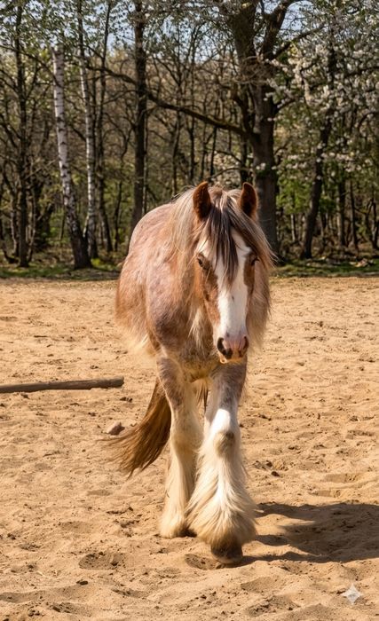 Anakin - wałaszek  irish cob (tinker / gypsy cob) 2024