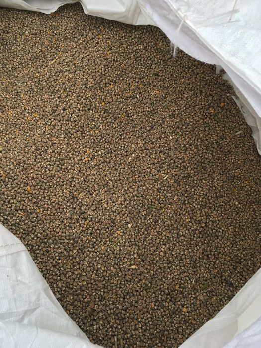 Łubin wąskolistny niebieski Karo