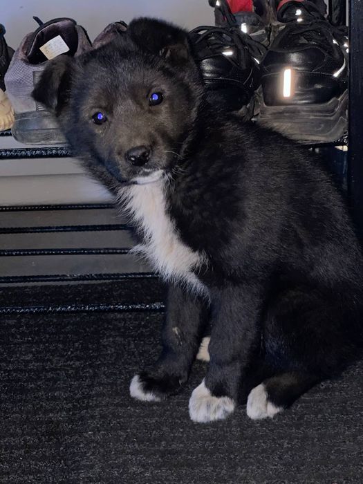 віддам в добрі руки