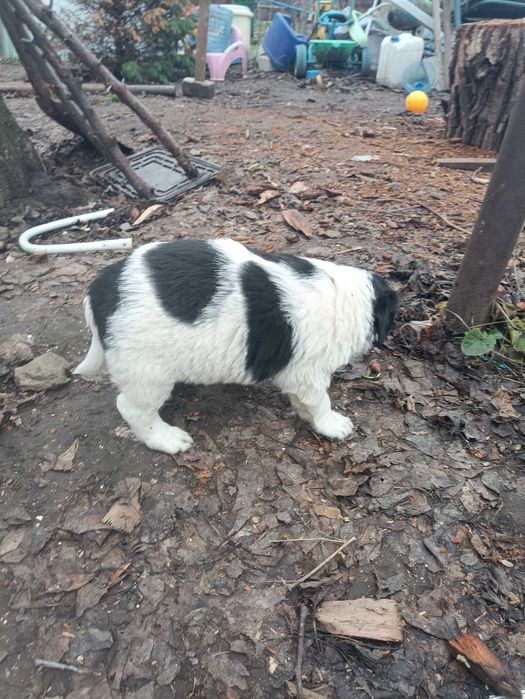 Щенки Лобрадора.