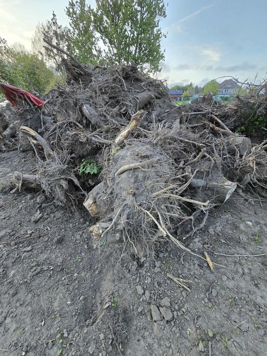 Oddam za darmo korzenie