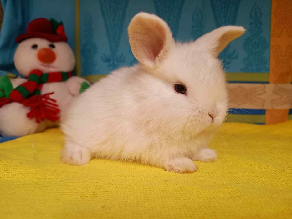 Sprzedam króliczki mini loop mini lop niebieskookie