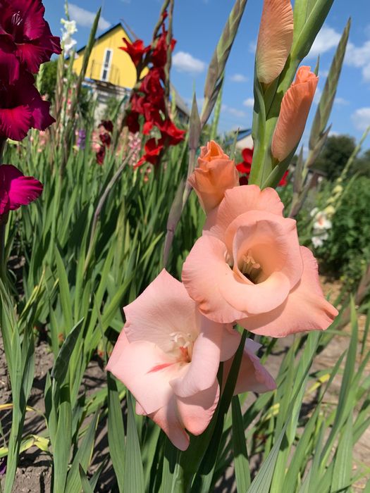 Цибулини гладіолусів