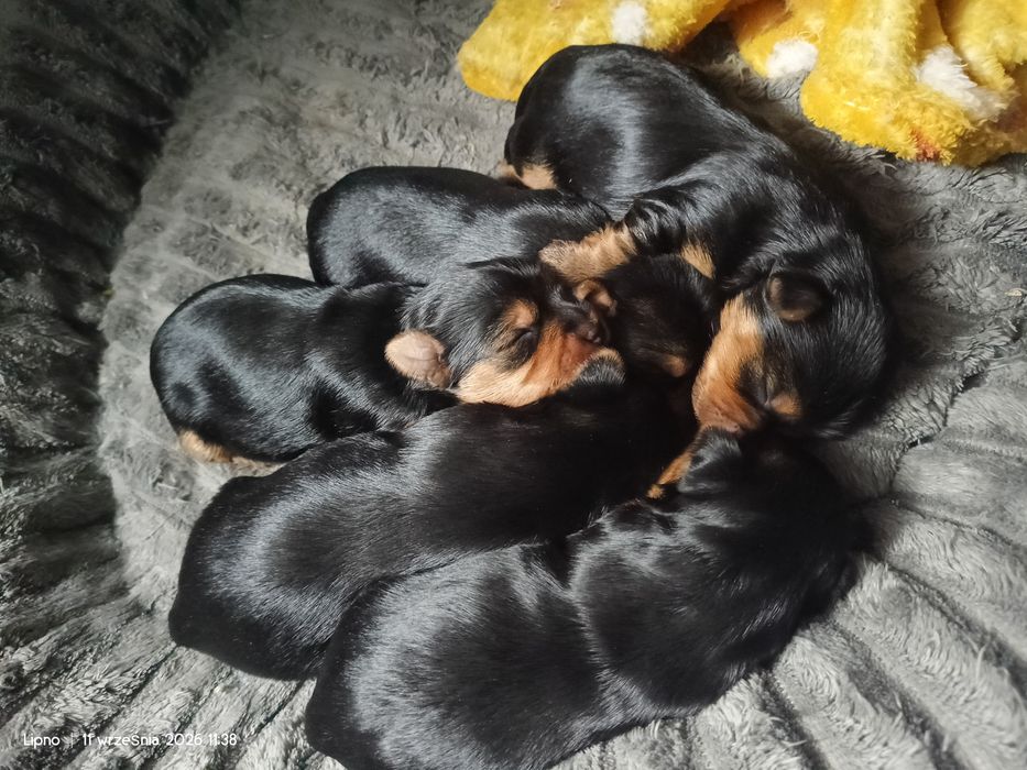 Yorkshire terrier dziewczynki