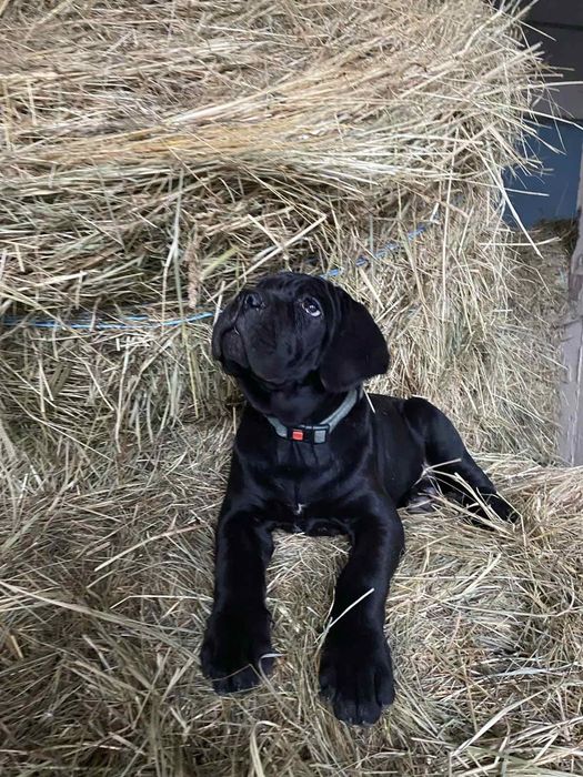 Хлопчики Кане Корсо