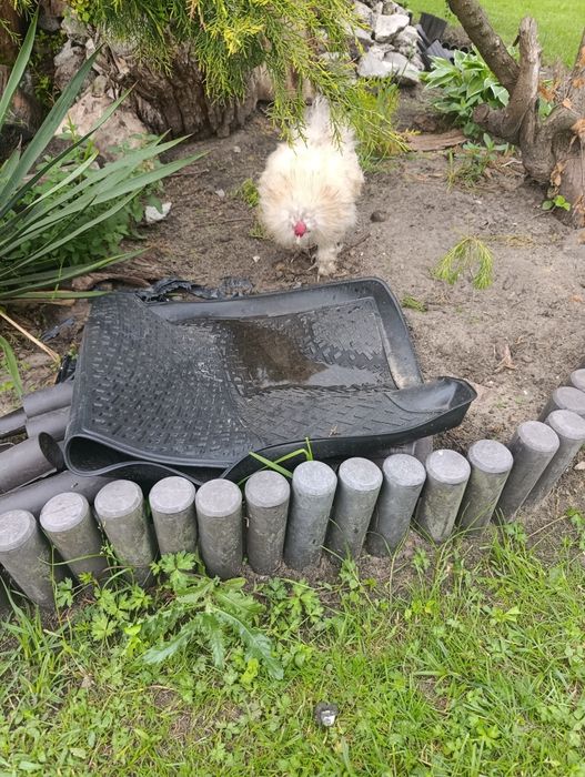 Kogutki silki  i nioski