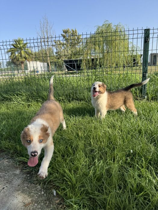 Border Collie Castanho Macho
