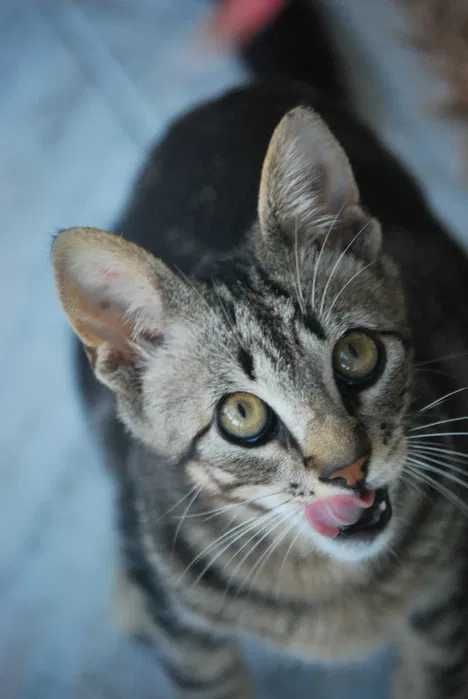 Catsitting personalizado do domicílio em Almada