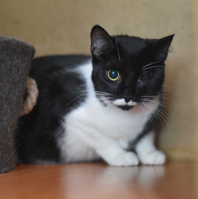 Молодая кошка Лётка ищет дом