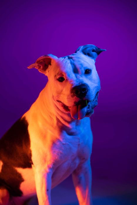 Вʼязка амстафф (American staffordshire terrier)