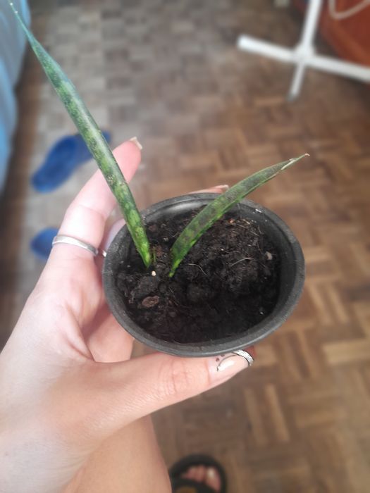 Sanservieria ,,Fernwood,,