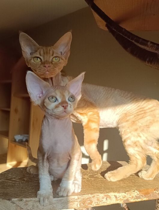 Dorosła kotka Devon Rex