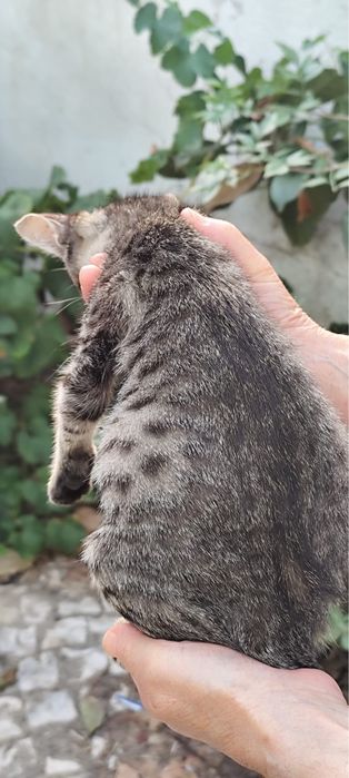 Adoção Responsavel - Gata Bebé