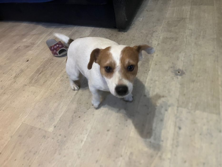 Dorosła sunia Jack Russel Terrier
