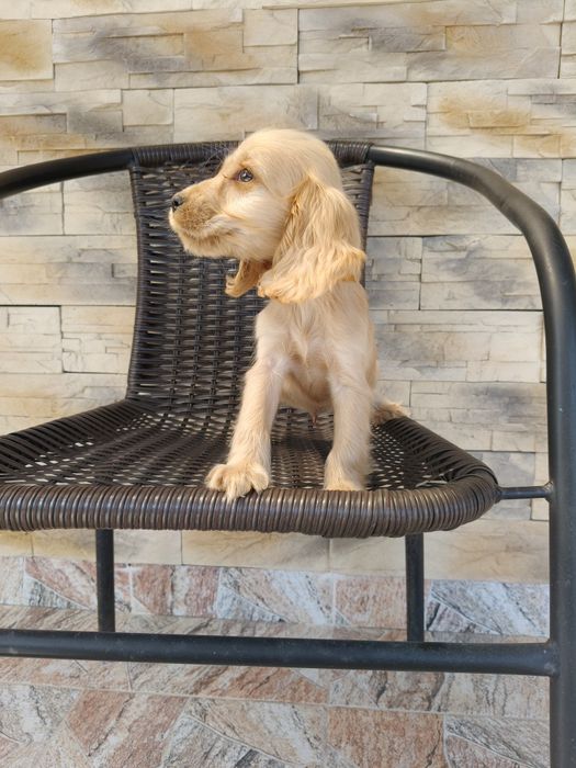Cocker spaniel angielski pies