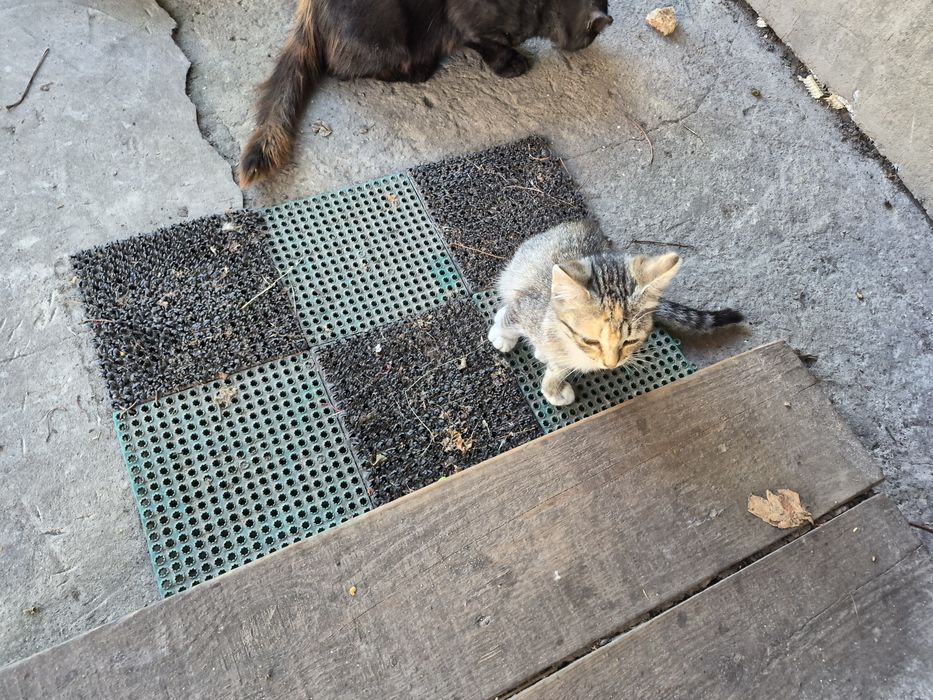 Котики безоплатно