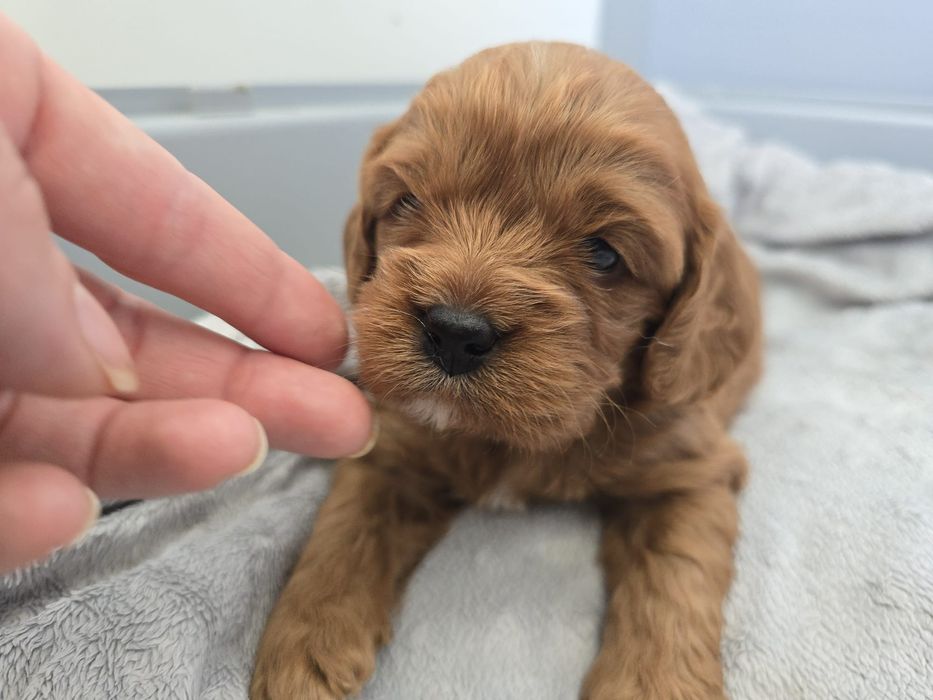 Cavapoo chłopiec brązowy odbiór w maju