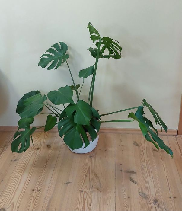 Monstera deliciosa
