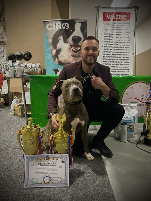 American Staffordshire Terrier BLUE-ChampionLine - ostatnie wolne rezerwacje