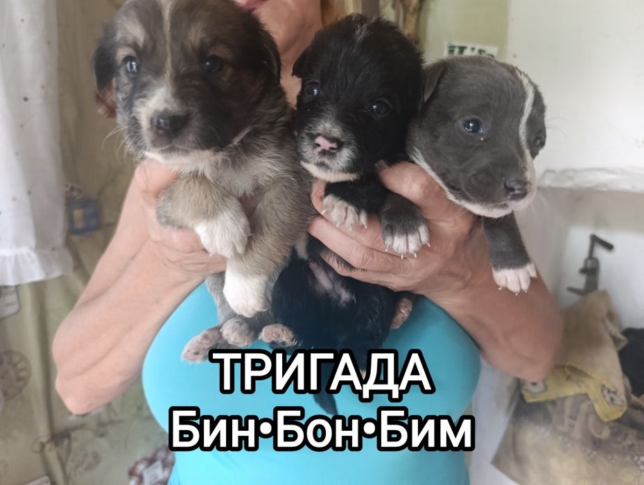 Щенки в хорошие руки .Срочно. Не проходите мимо.