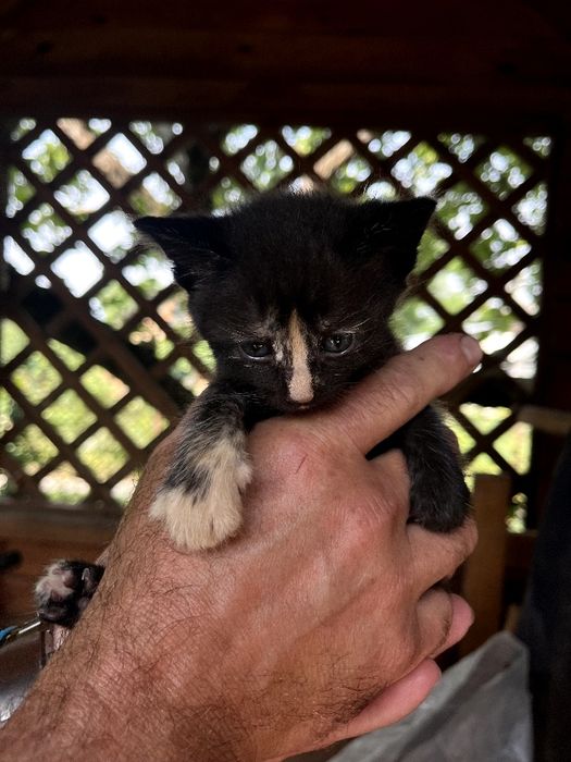 Віддам кошенят в добрі руки. 2 котика і кішечка