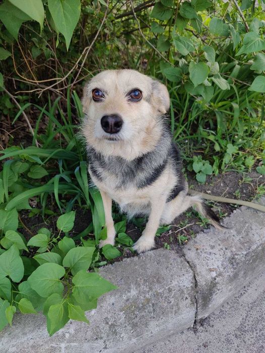 Очень симпатичная собачка Адель-добрая душа, возраст 3+