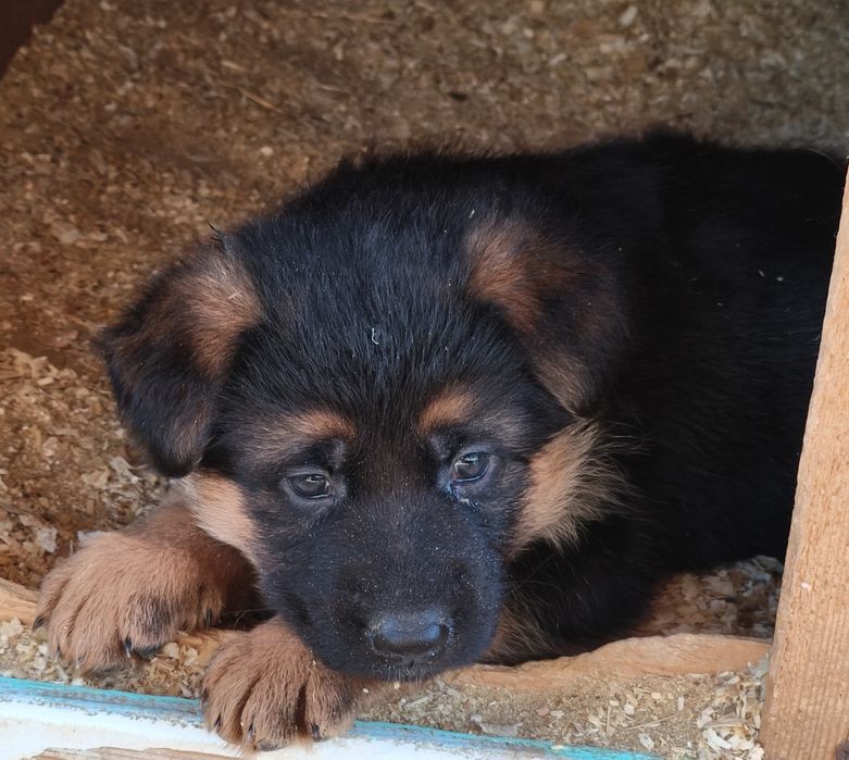 Щенки немецкой овчарки