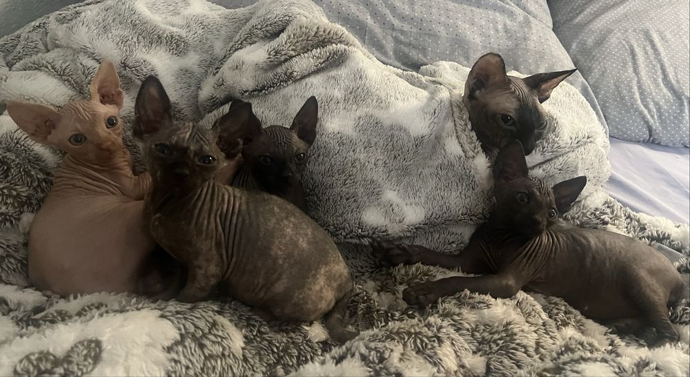 Котята сфинкс, кошеня сфінкс, кошенята сфінкс